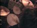 leeches11